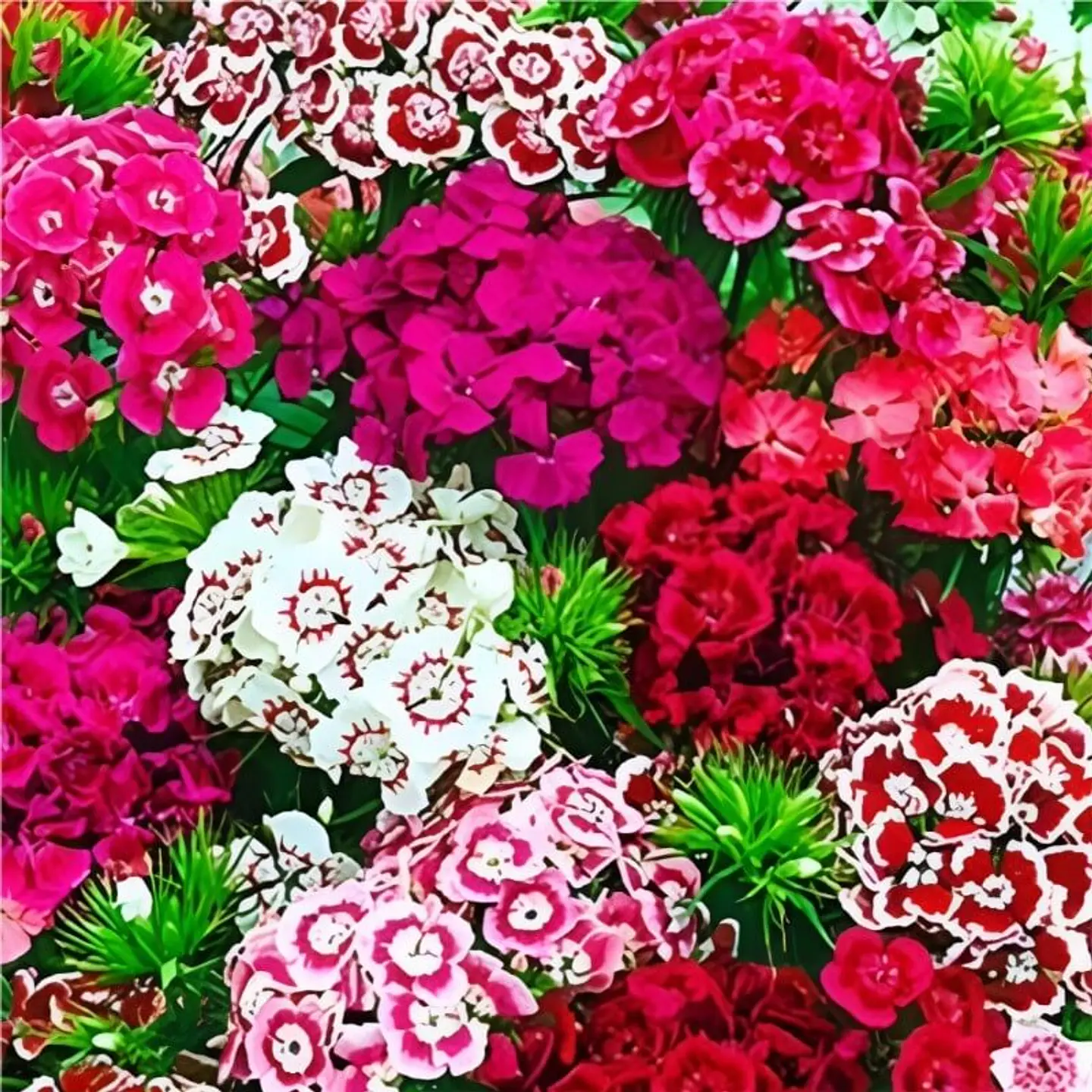 Semillas de Flores - Más de 70 Variedades  22