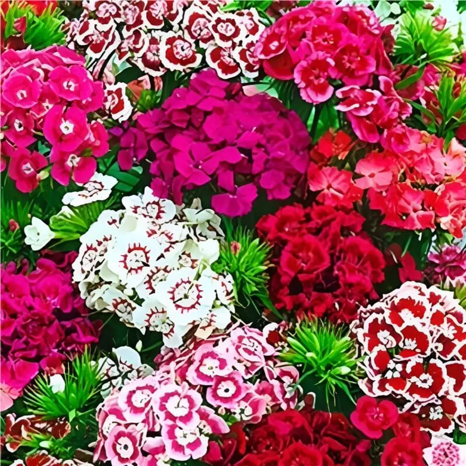 Semillas de Flores - Más de 70 Variedades  22