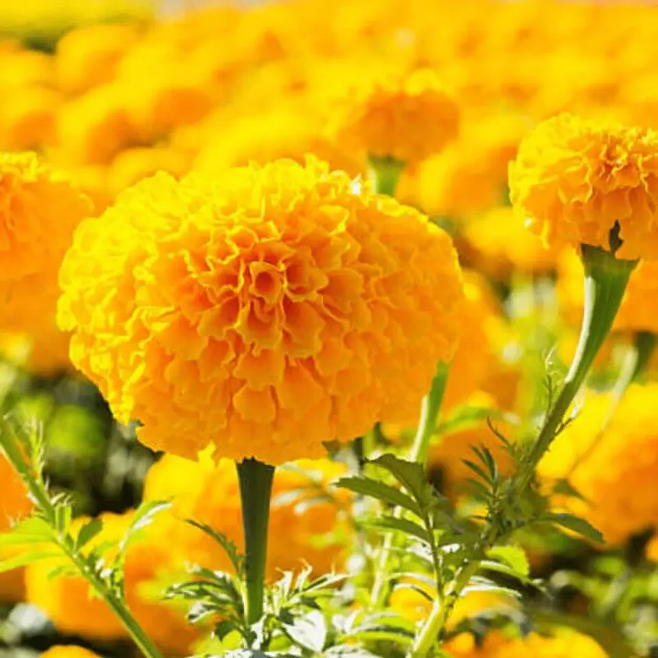 Semillas de Flores - Más de 70 Variedades  23