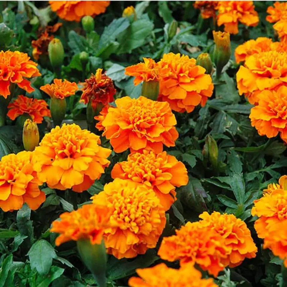 Semillas de Flores - Más de 70 Variedades  24