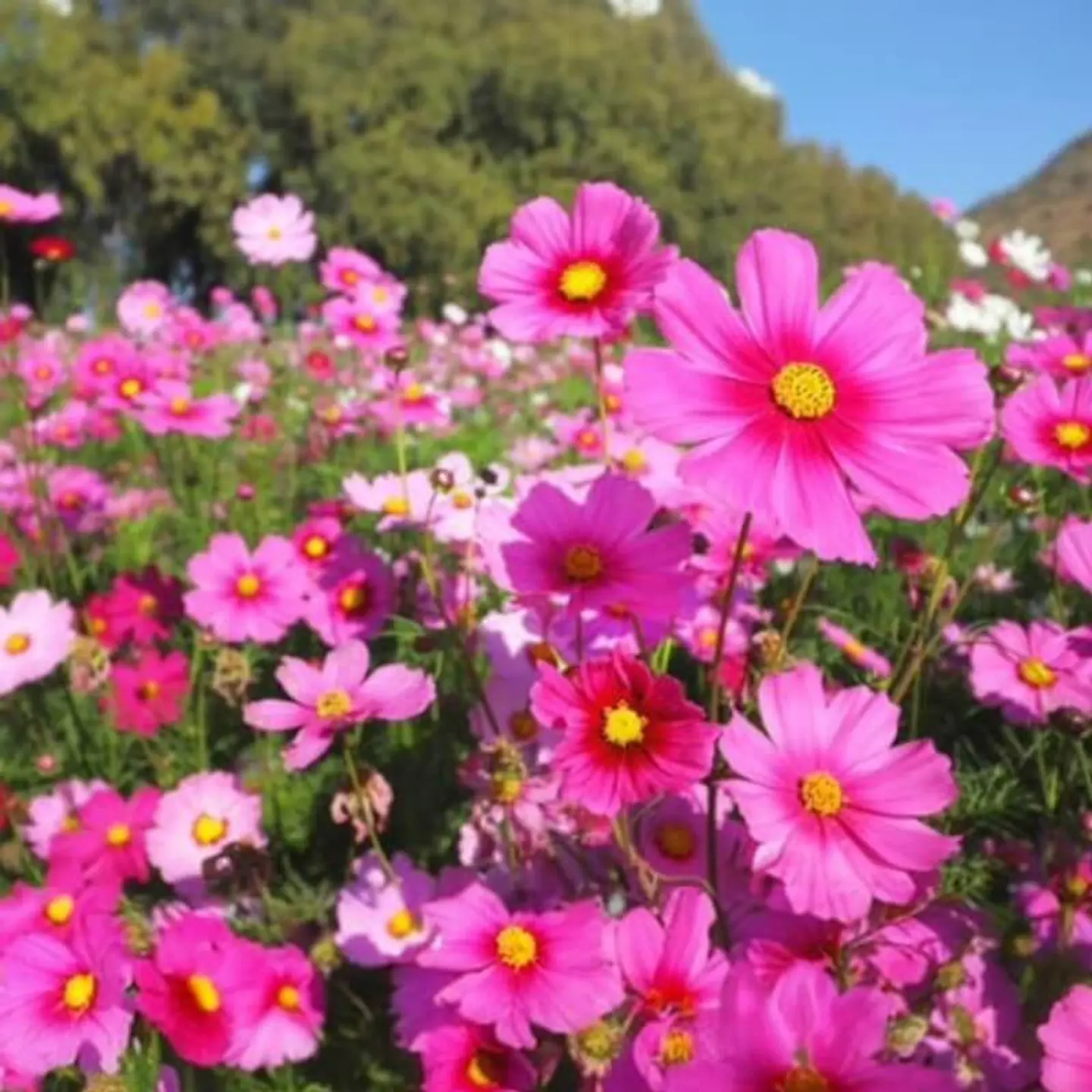 Semillas de Flores - Más de 70 Variedades  26