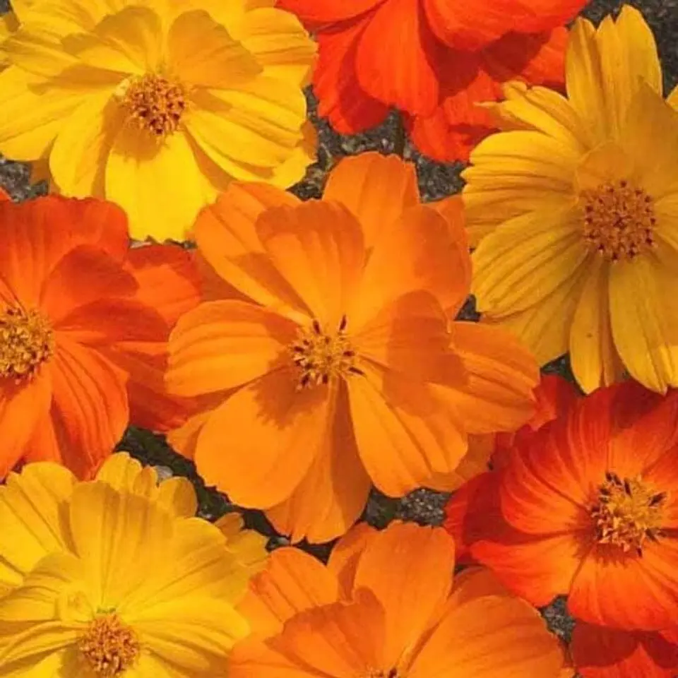 Semillas de Flores - Más de 70 Variedades  27