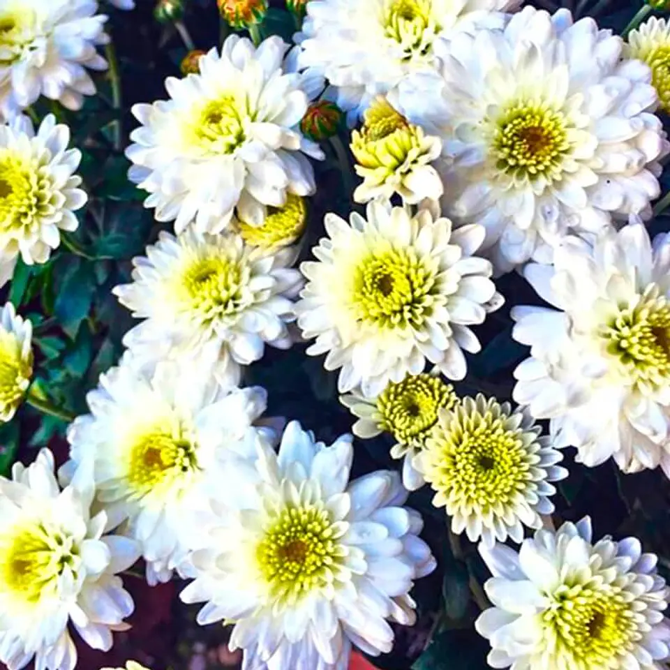 Semillas de Flores - Más de 70 Variedades  28