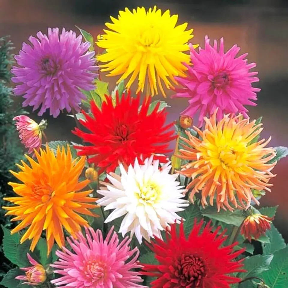 Semillas de Flores - Más de 70 Variedades  29