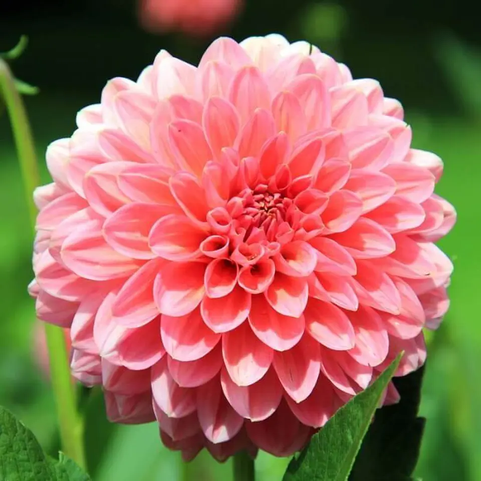 Semillas de Flores - Más de 70 Variedades  30