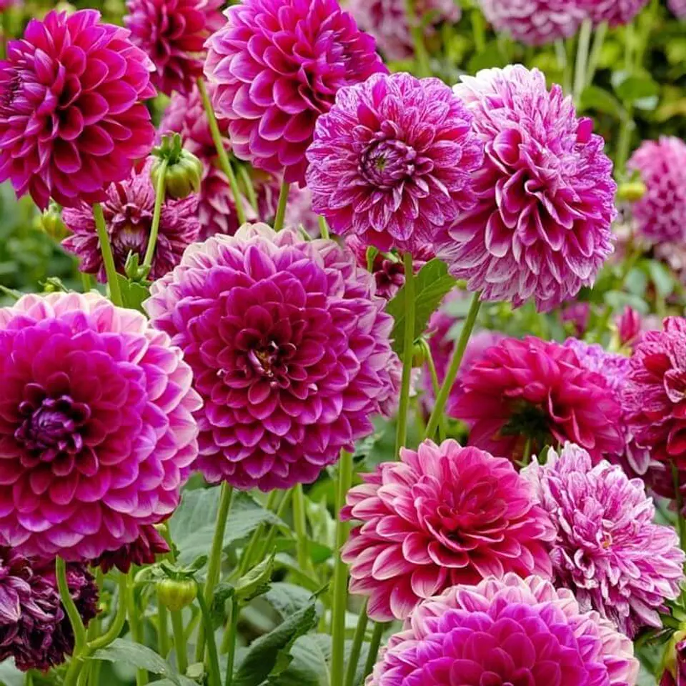 Semillas de Flores - Más de 70 Variedades  31