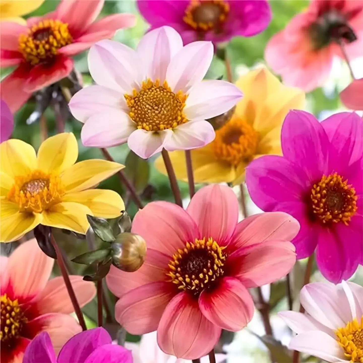 Semillas de Flores - Más de 70 Variedades  32