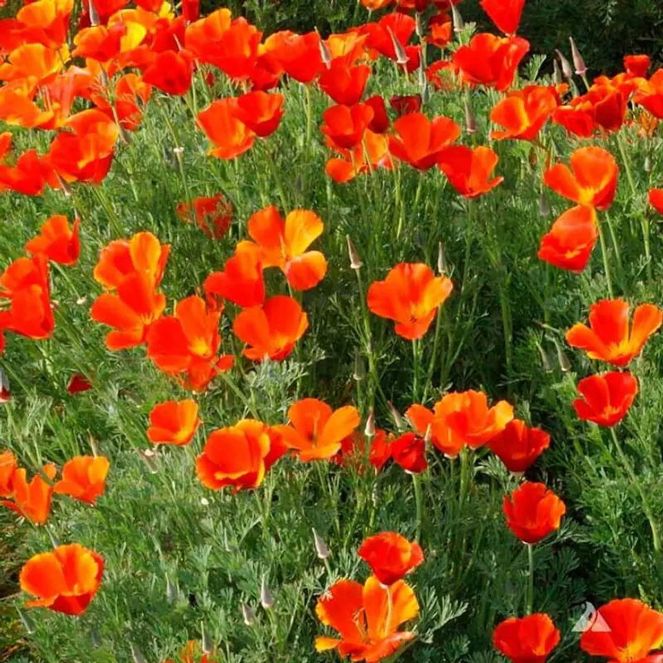 Semillas de Flores - Más de 70 Variedades  33