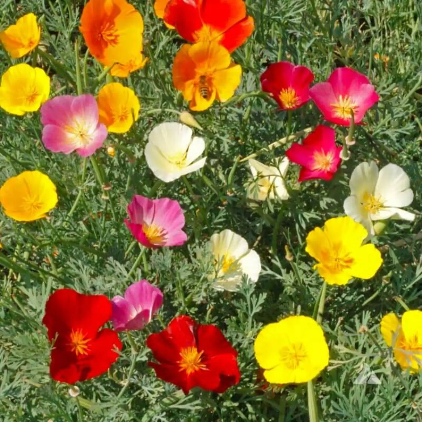 Semillas de Flores - Más de 70 Variedades  34