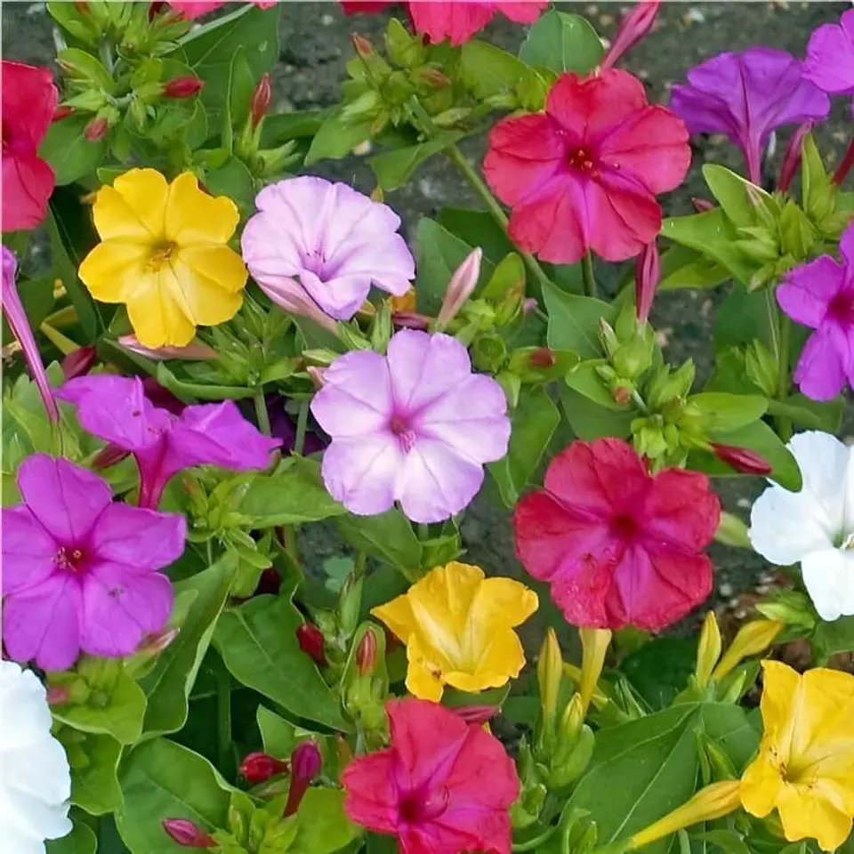 Semillas de Flores - Más de 70 Variedades  35
