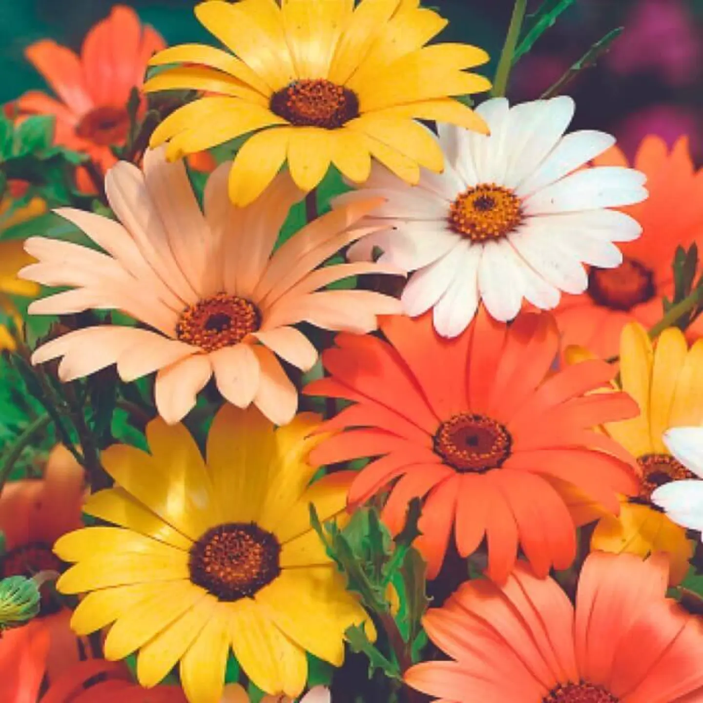 Semillas de Flores - Más de 70 Variedades  36