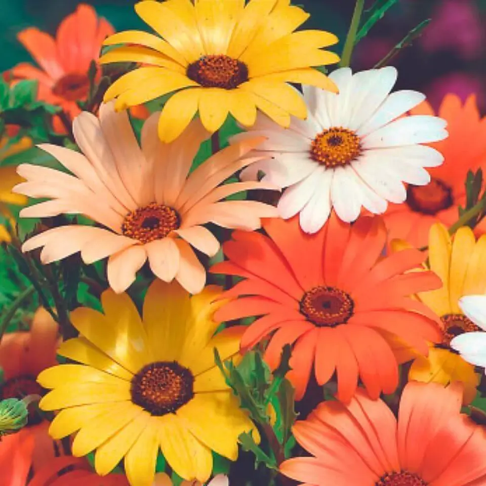 Semillas de Flores - Más de 70 Variedades  36