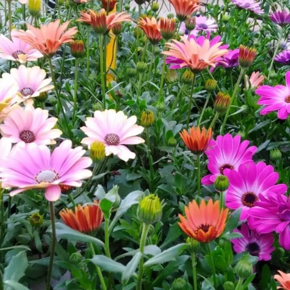 Semillas de Flores - Más de 70 Variedades  37