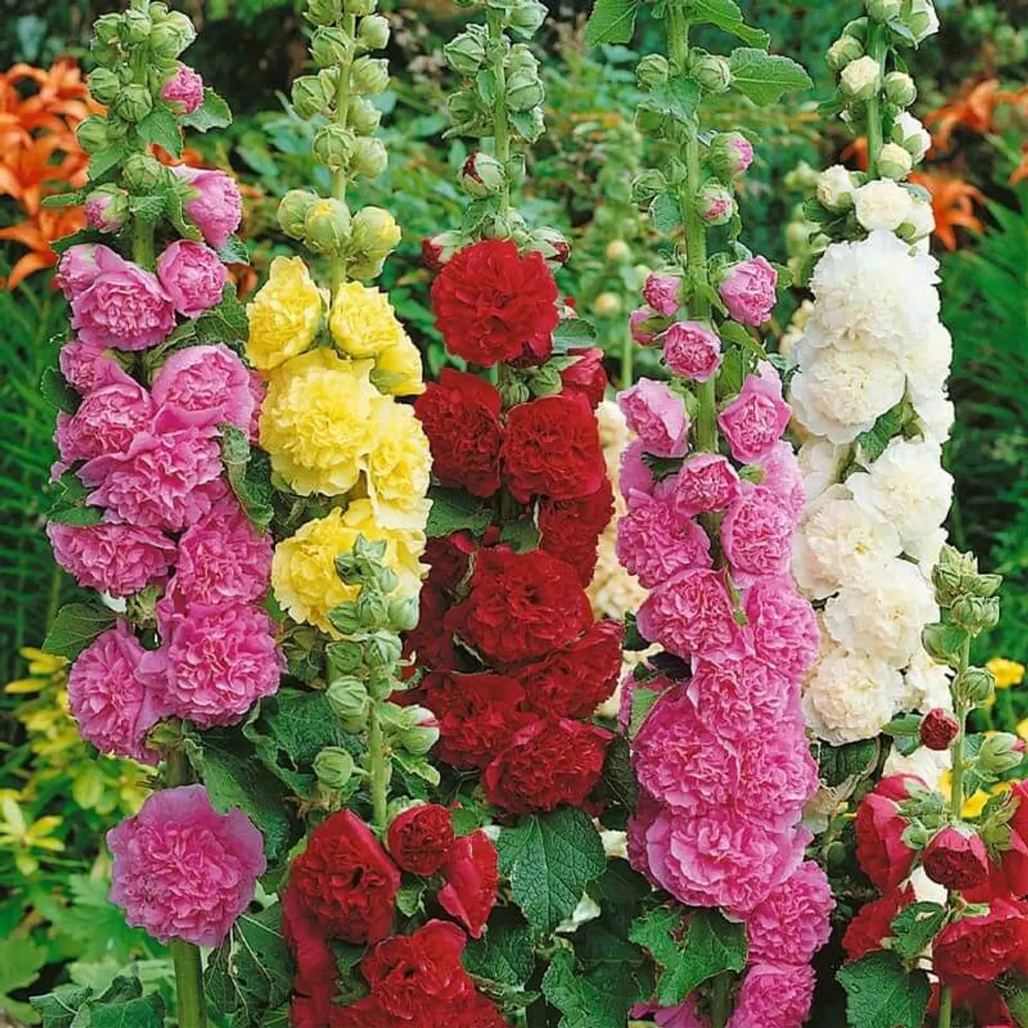 Semillas de Flores - Más de 70 Variedades  42