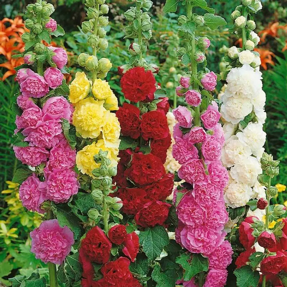 Semillas de Flores - Más de 70 Variedades  42