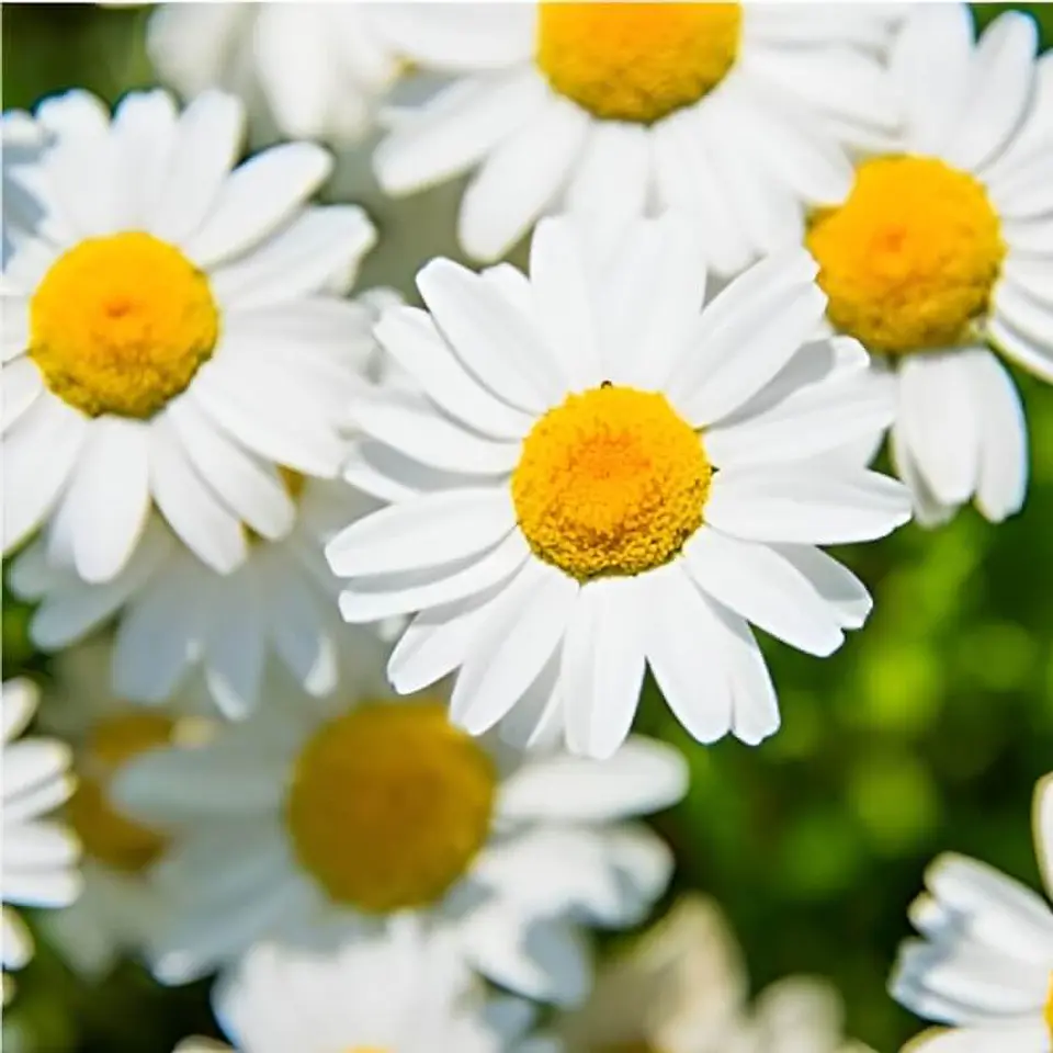 Semillas de Flores - Más de 75 Variedades  5