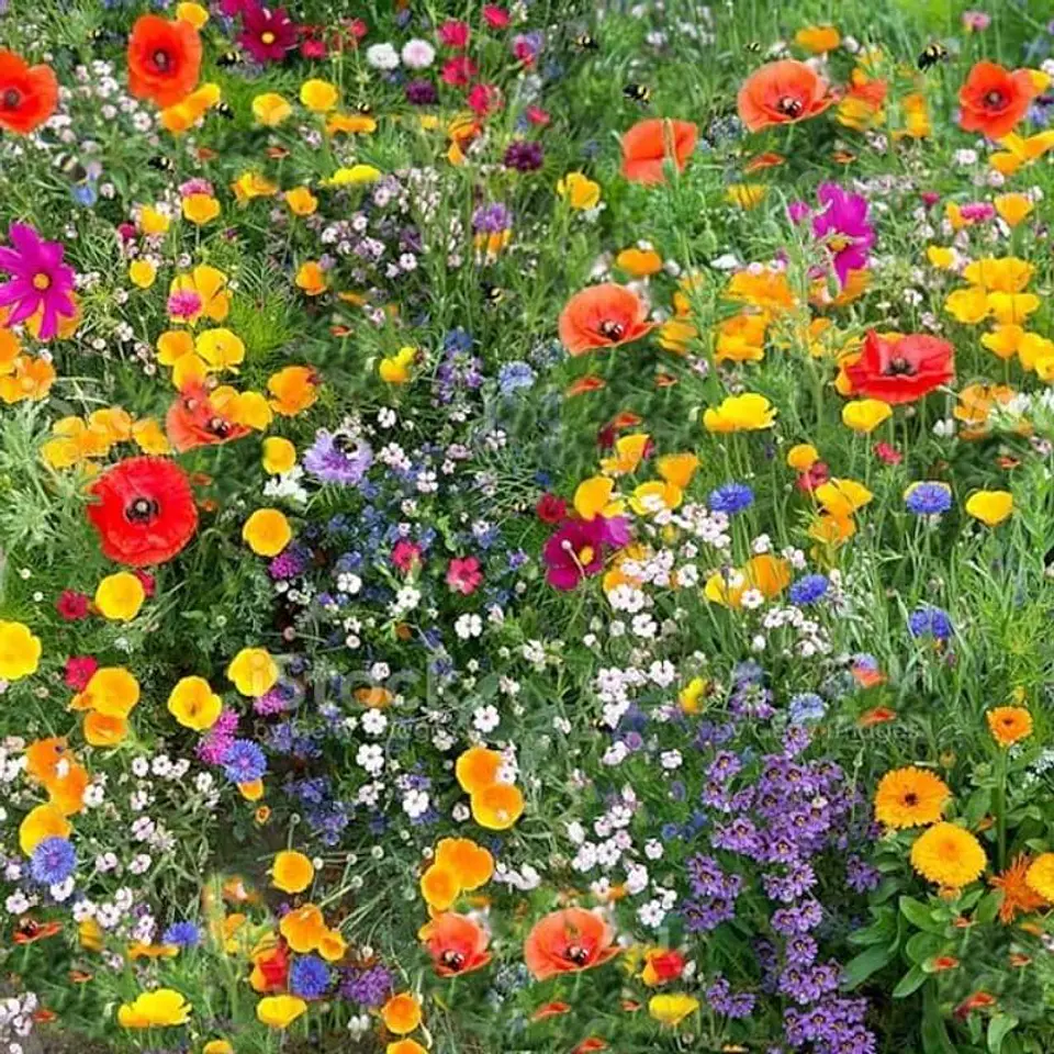 Semillas de Flores - Más de 75 Variedades  6
