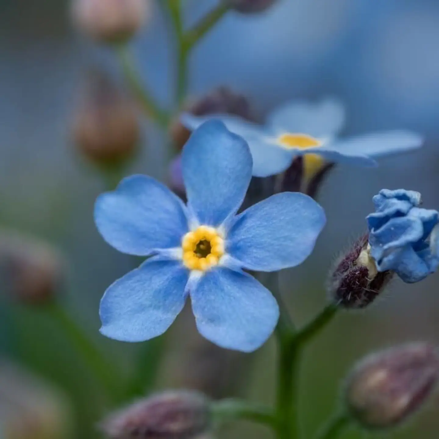 Semillas de Flores - Más de 75 Variedades  7
