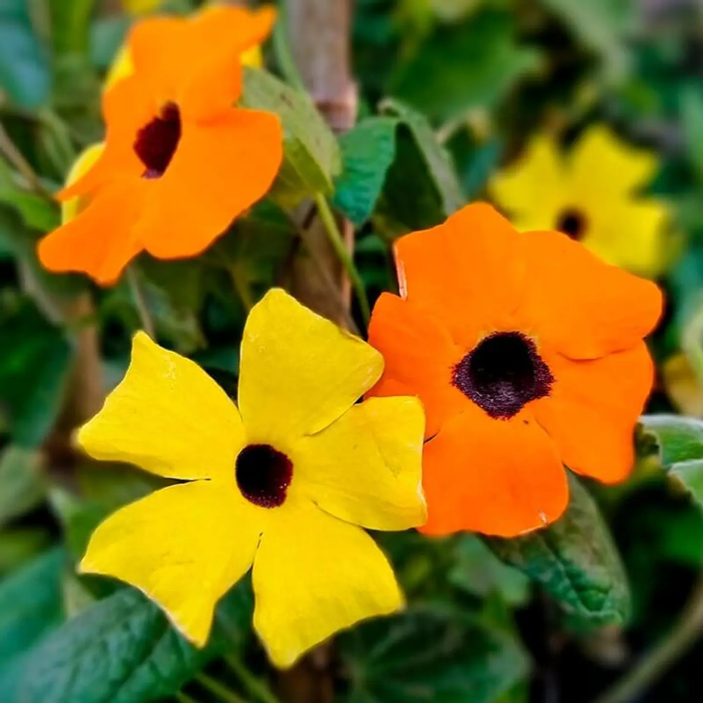 Semillas de Flores - Más de 75 Variedades  8