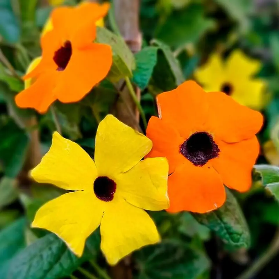 Semillas de Flores - Más de 75 Variedades  8
