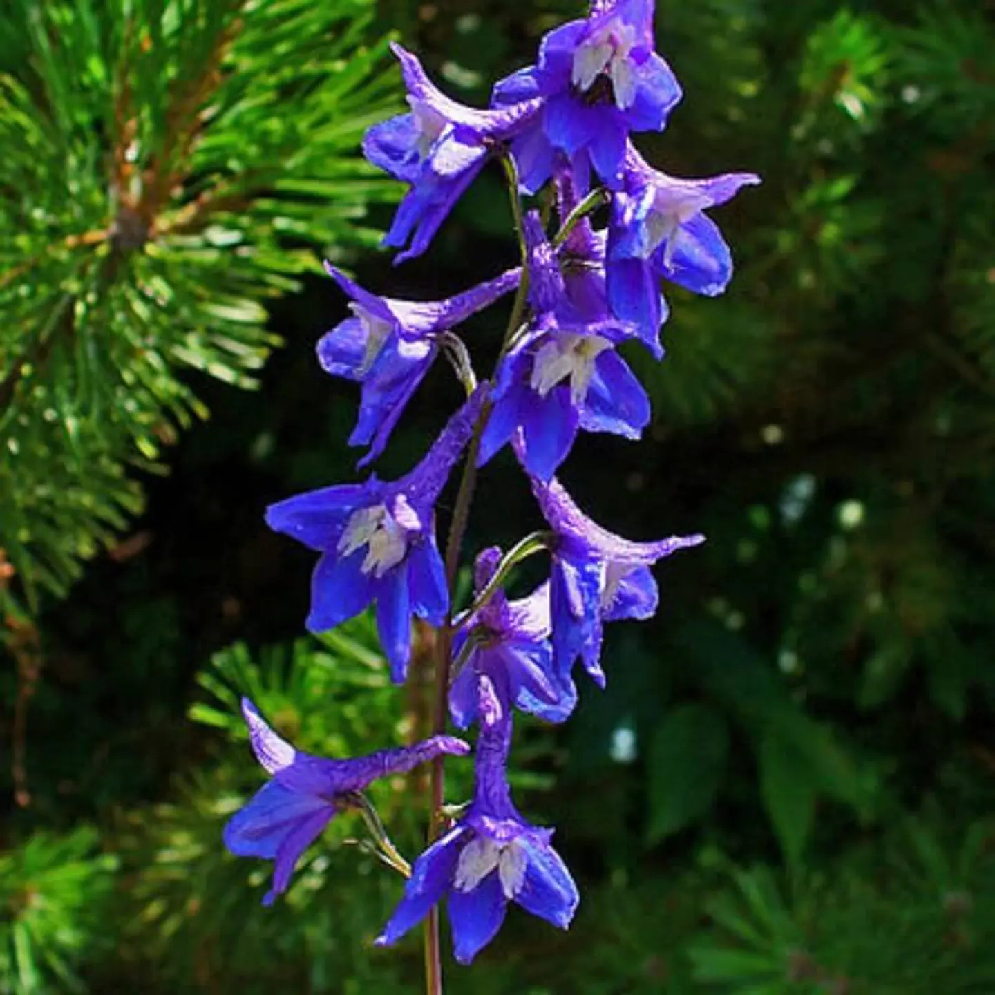 Semillas de Flores - Más de 75 Variedades  10