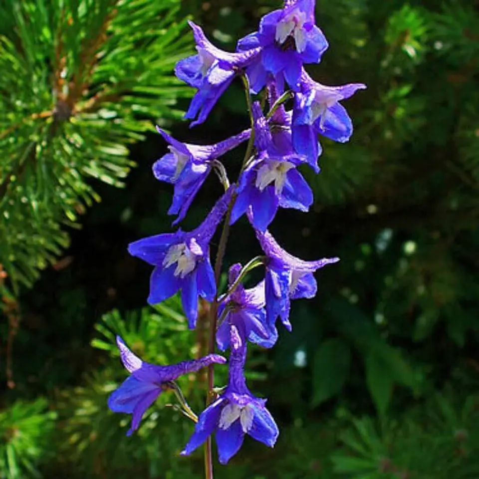 Semillas de Flores - Más de 75 Variedades  10