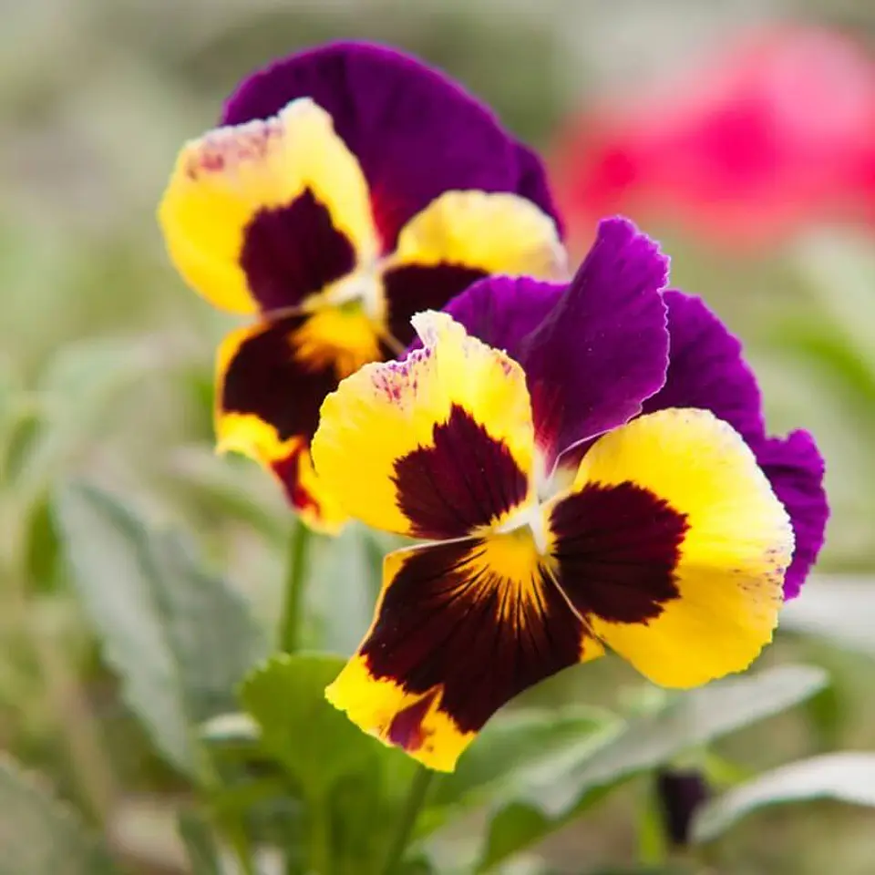 Semillas de Flores - Más de 75 Variedades  11