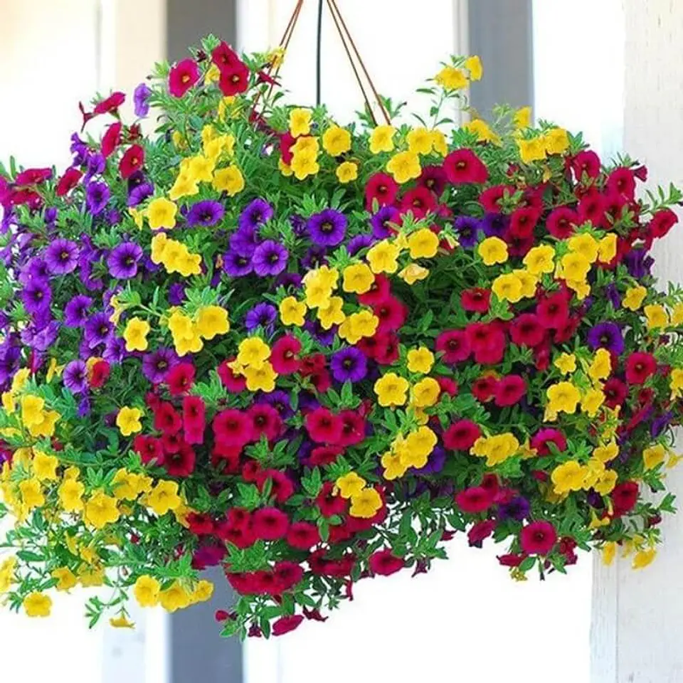 Semillas de Flores - Más de 75 Variedades  13