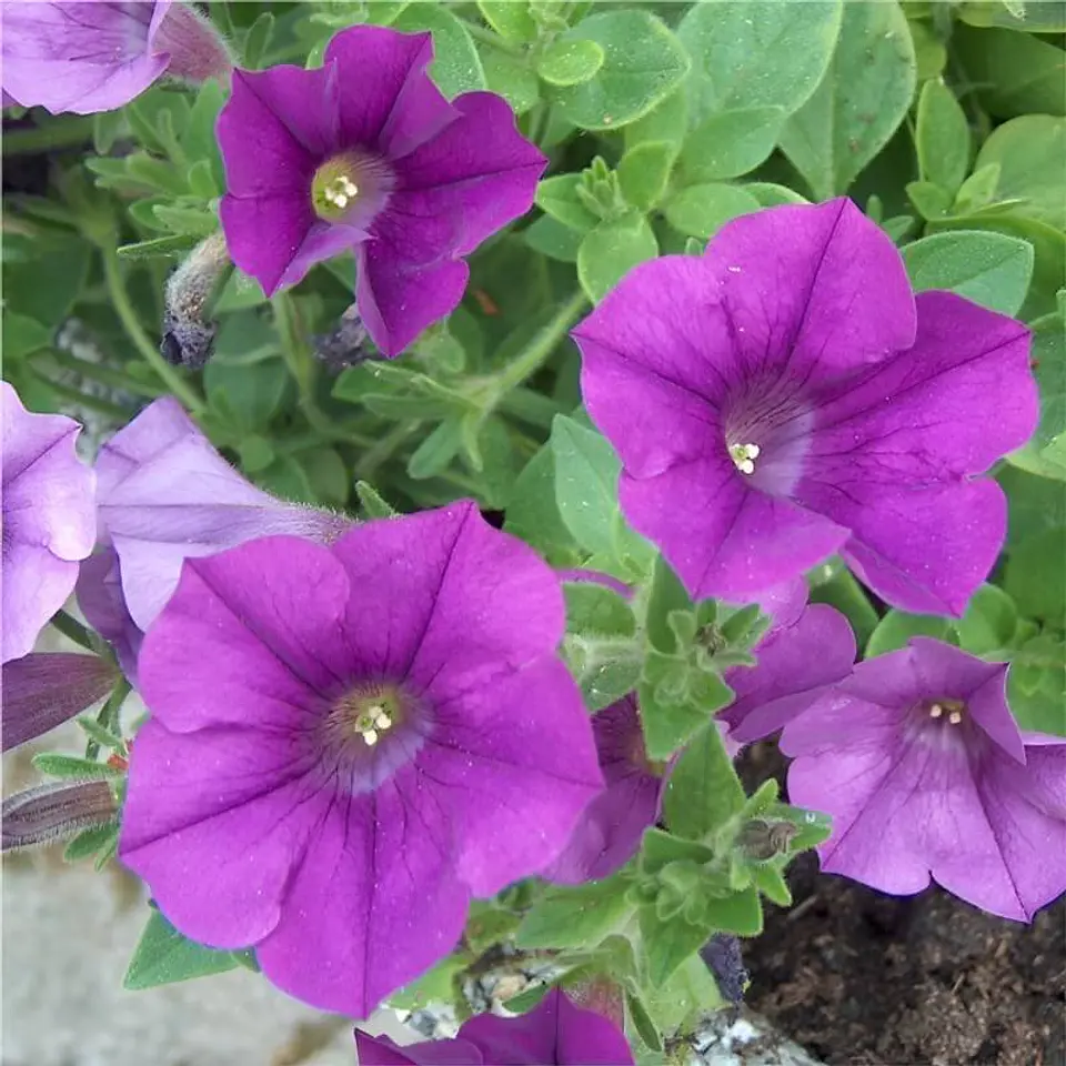 Semillas de Flores - Más de 75 Variedades  14
