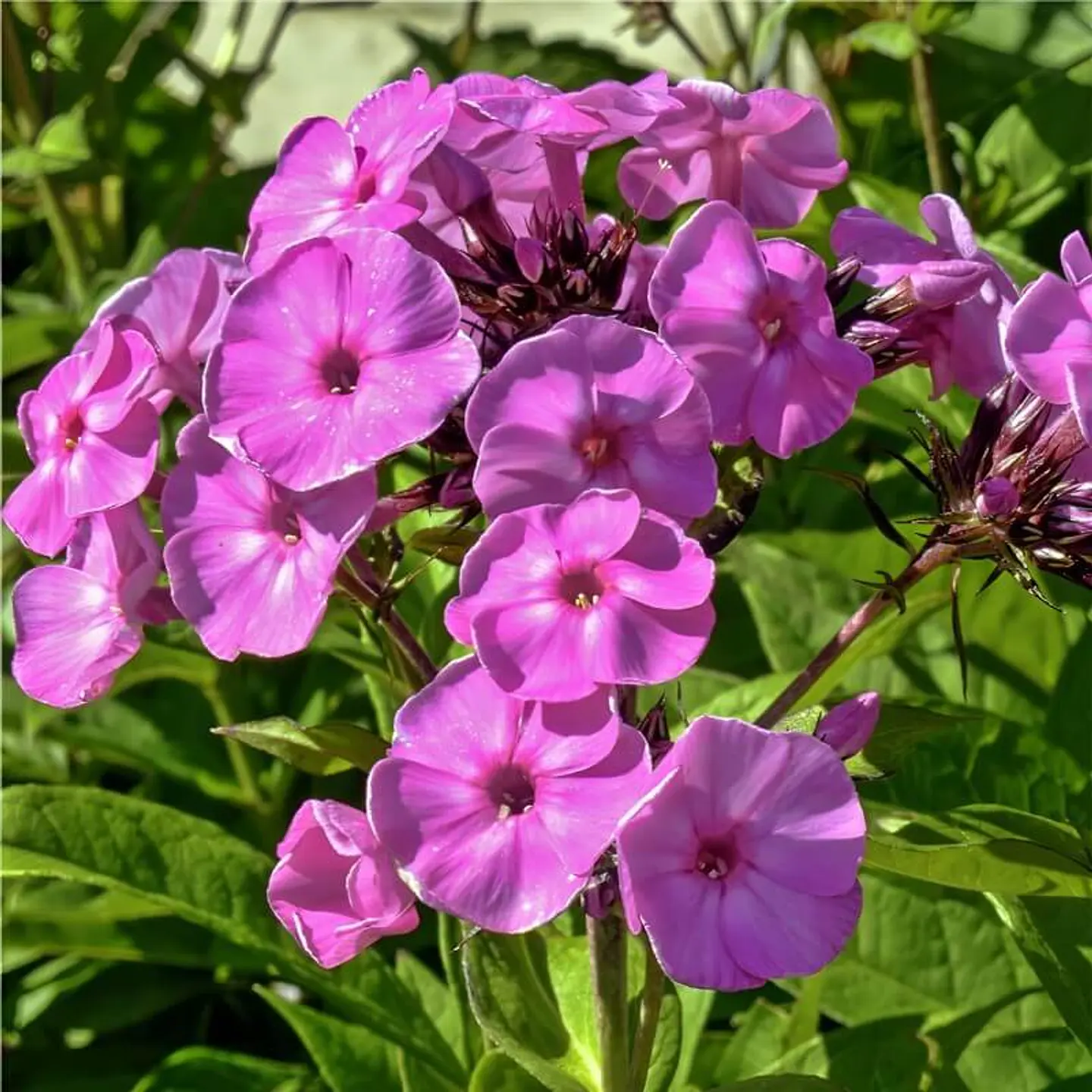 Semillas de Flores - Más de 75 Variedades  15