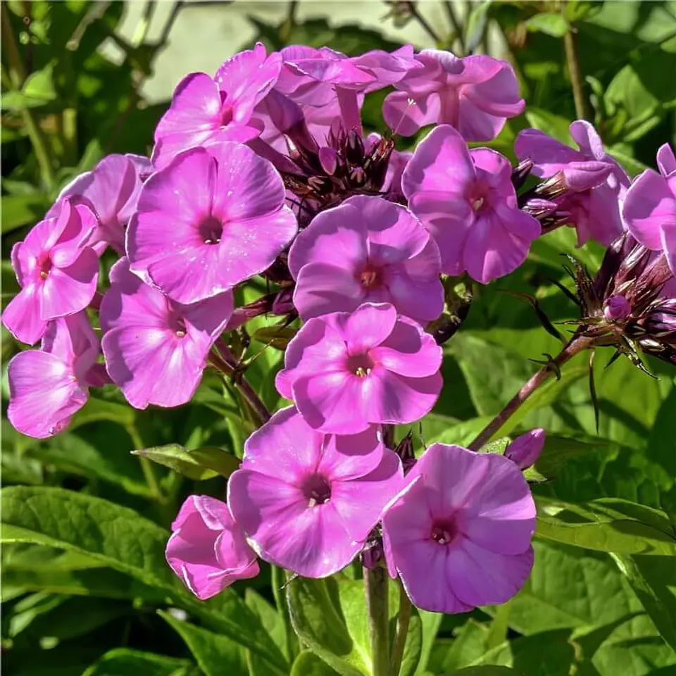 Semillas de Flores - Más de 75 Variedades  15