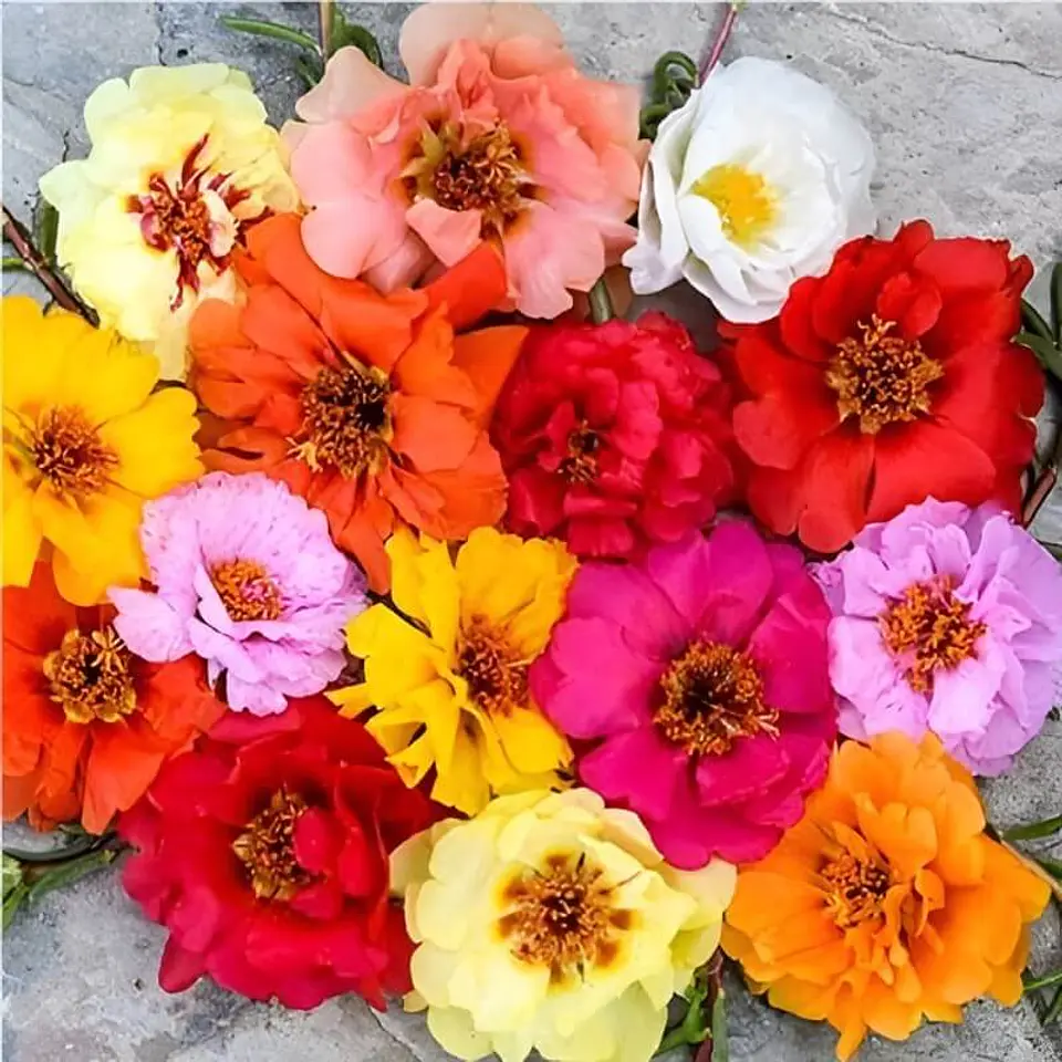 Semillas de Flores - Más de 75 Variedades  17