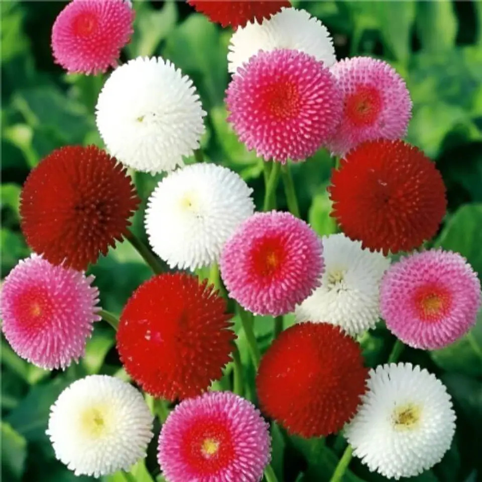 Semillas de Flores - Más de 75 Variedades  18