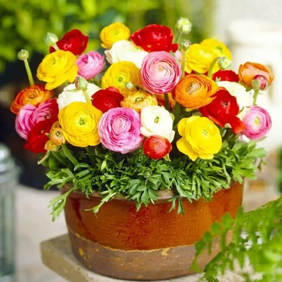 Semillas de Flores - Más de 75 Variedades  19