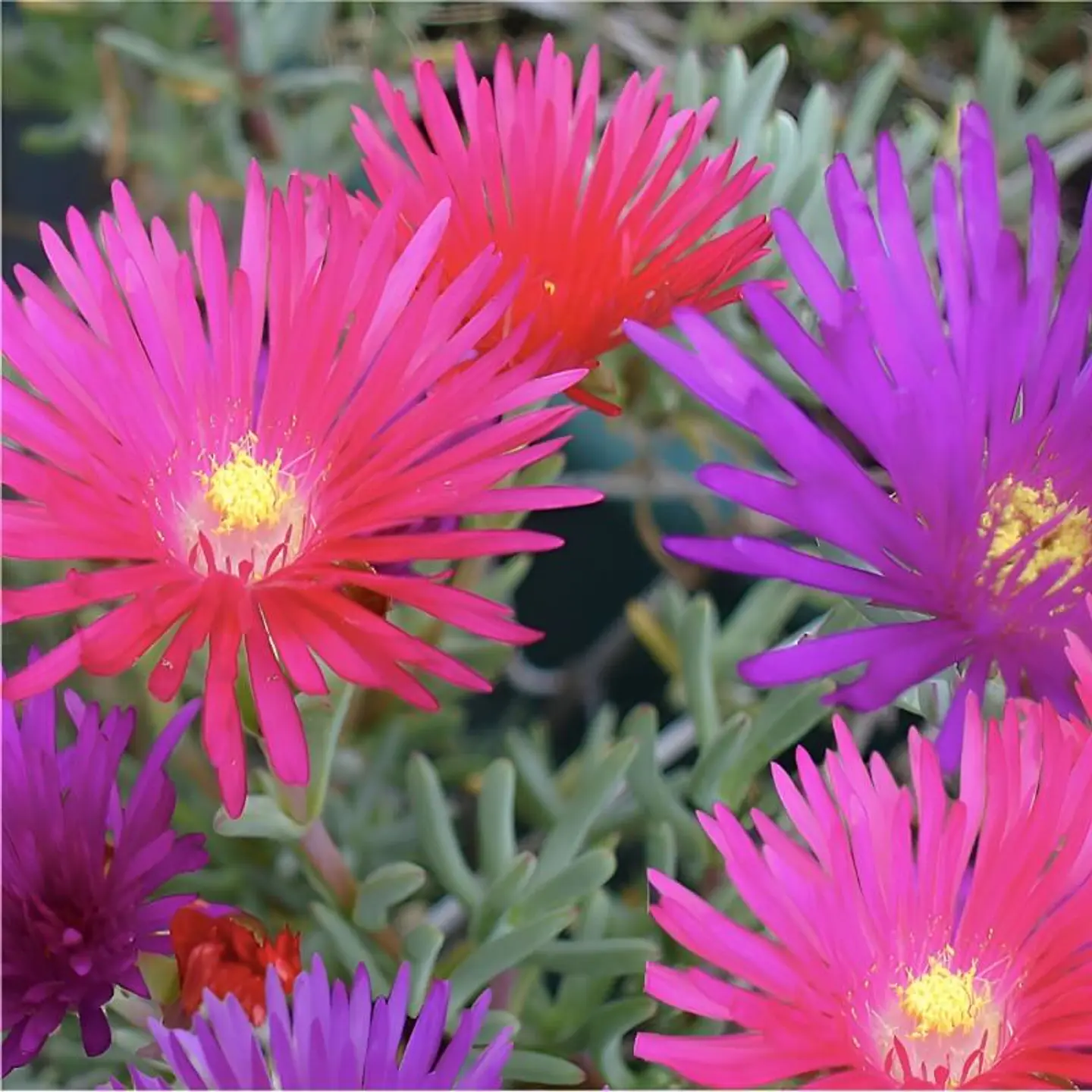 Semillas de Flores - Más de 75 Variedades  20
