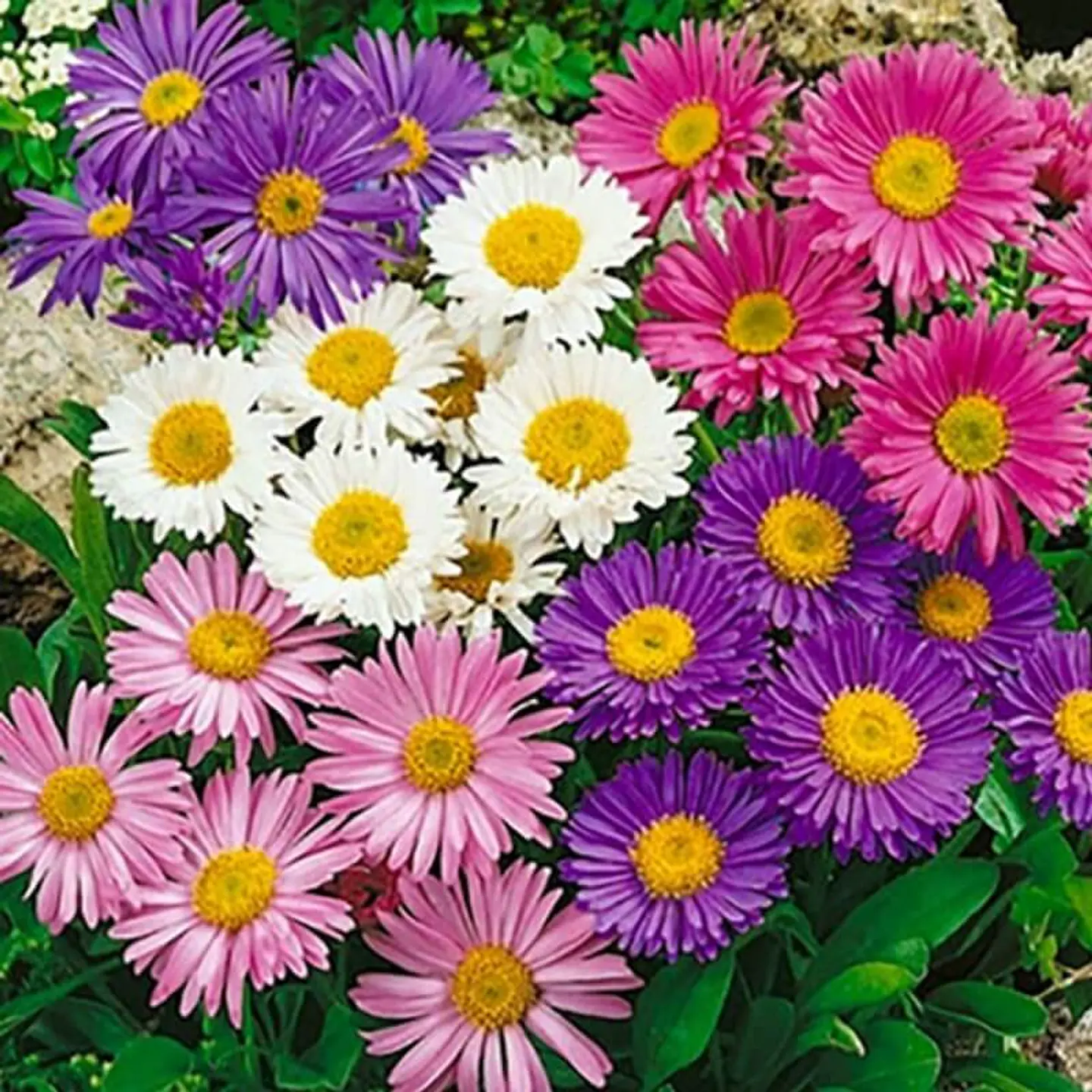 Semillas de Flores - Más de 75 Variedades  21