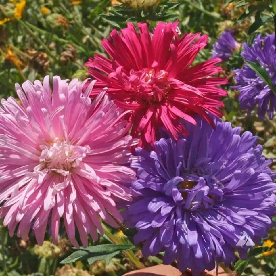 Semillas de Flores - Más de 75 Variedades  22