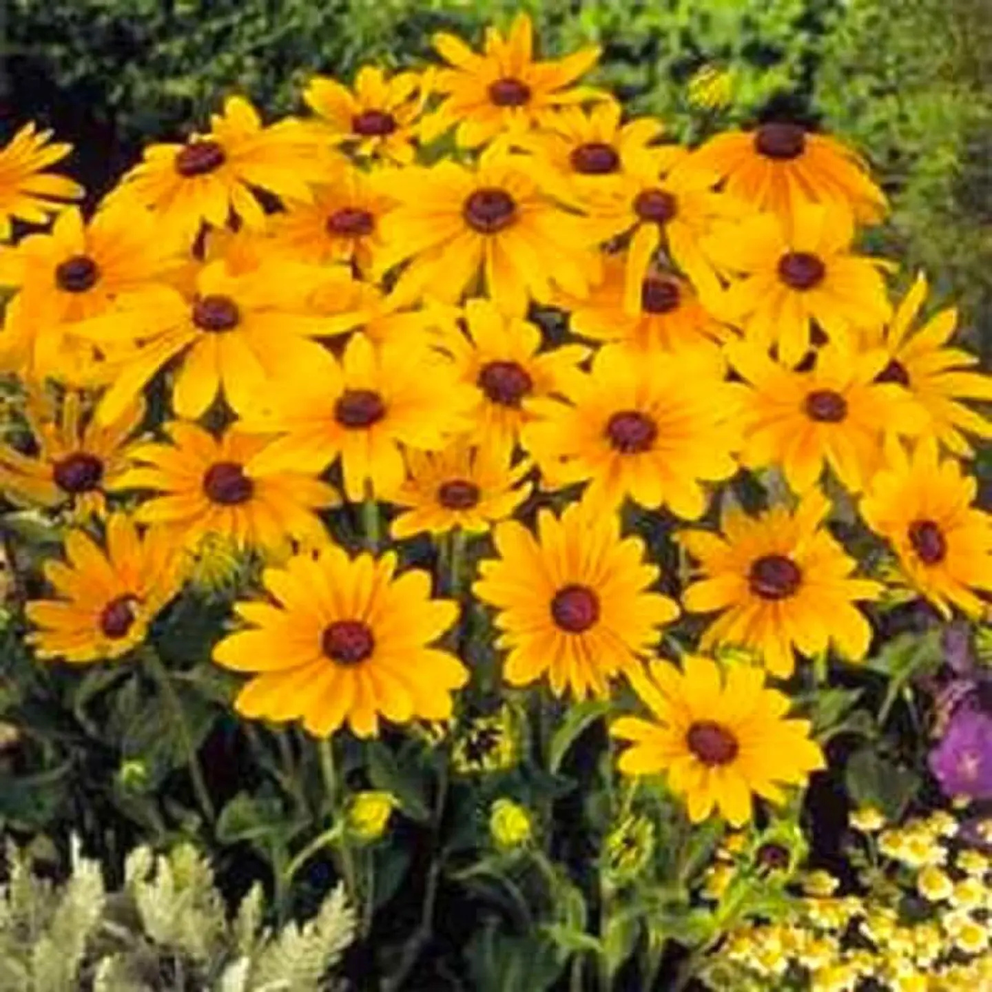 Semillas de Flores - Más de 75 Variedades  23