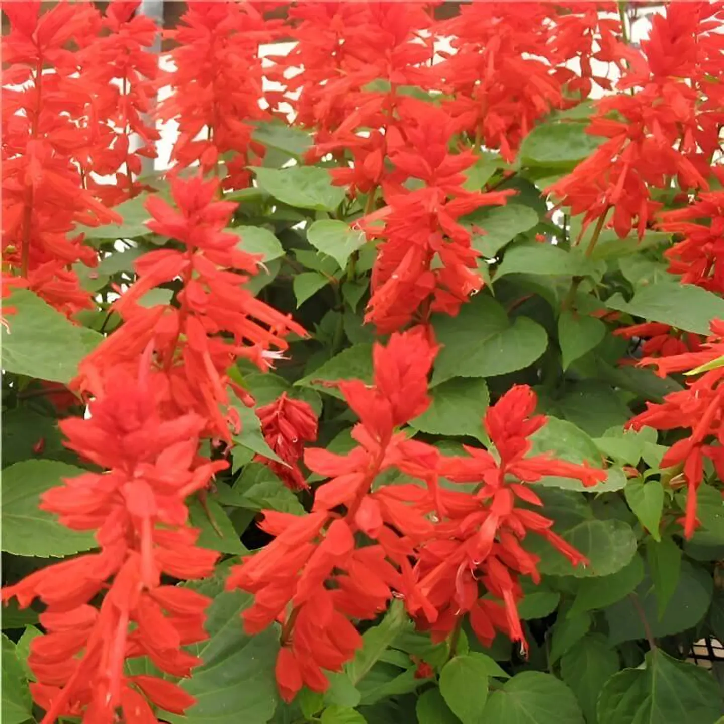 Semillas de Flores - Más de 75 Variedades  24