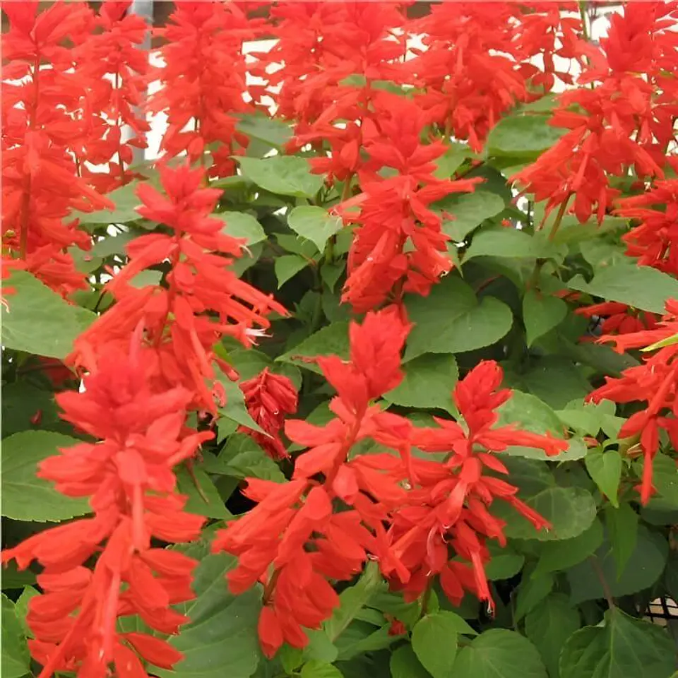 Semillas de Flores - Más de 75 Variedades  24