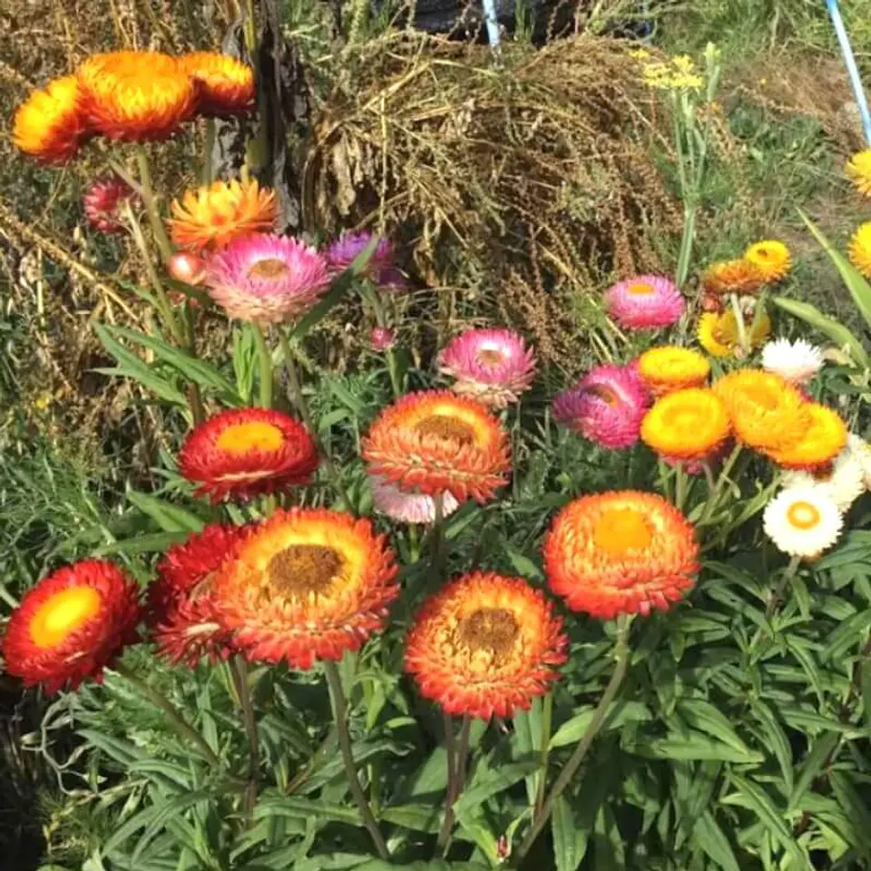 Semillas de Flores - Más de 75 Variedades  25