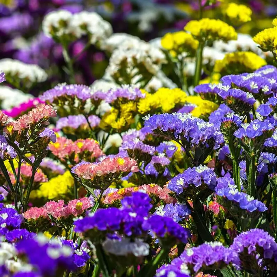Semillas de Flores - Más de 75 Variedades  26