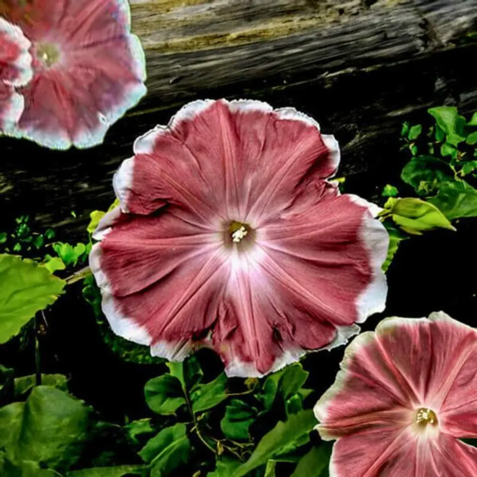 Semillas de Flores - Más de 75 Variedades  28