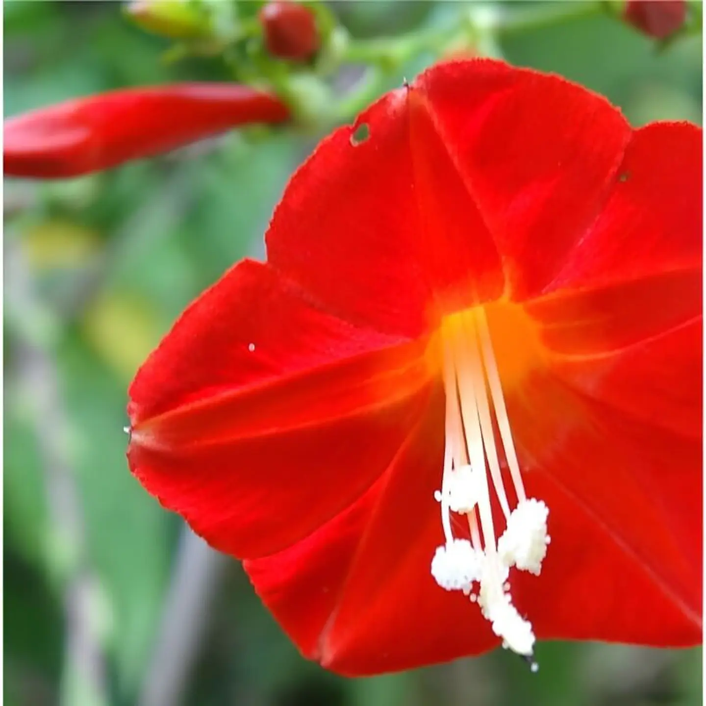 Semillas de Flores - Más de 75 Variedades  29
