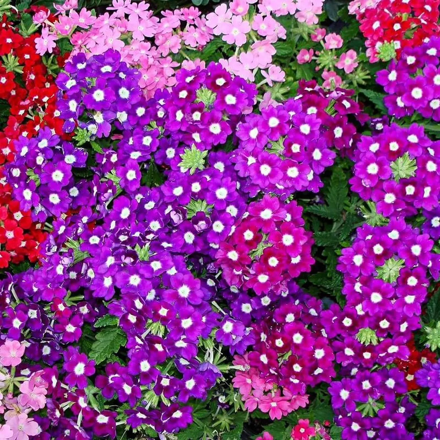 Semillas de Flores - Más de 75 Variedades  30