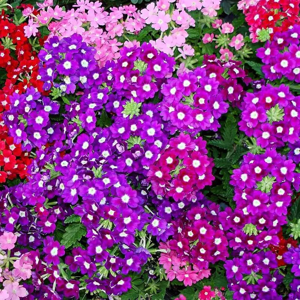 Semillas de Flores - Más de 75 Variedades  30