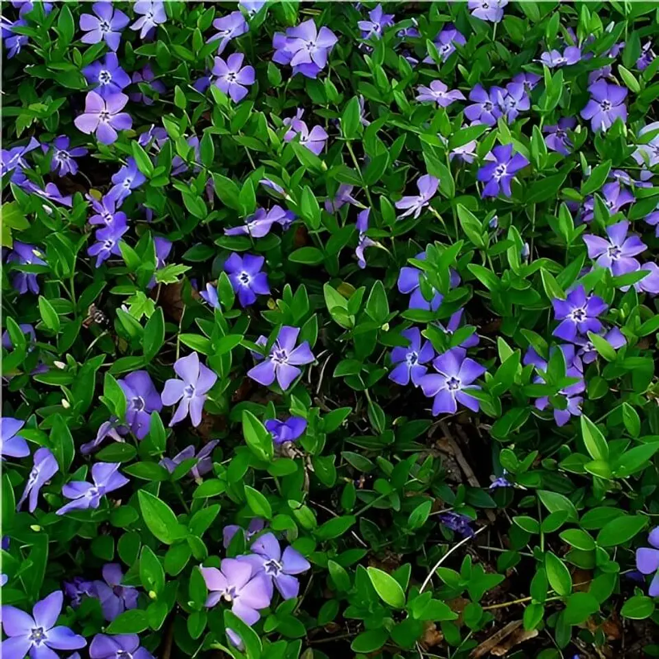 Semillas de Flores - Más de 75 Variedades  31