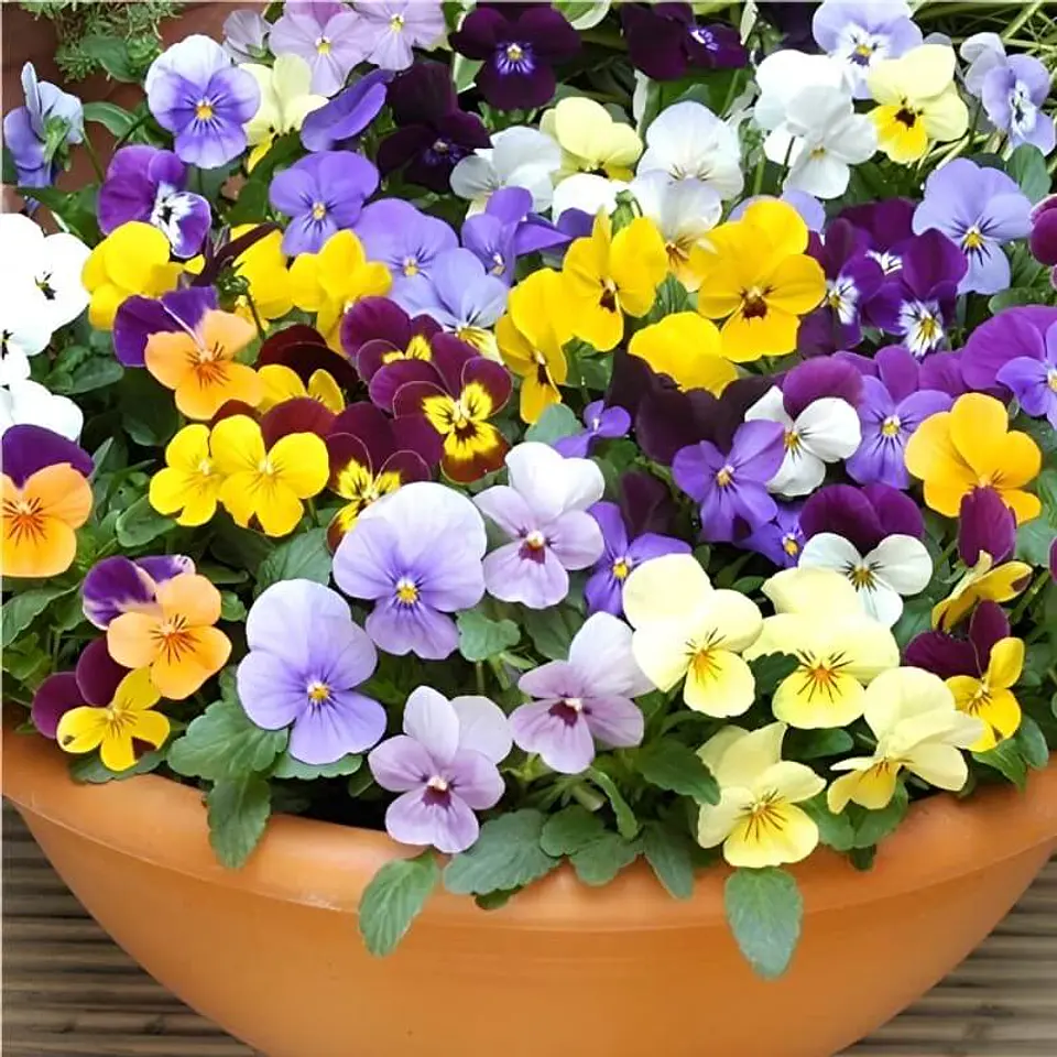 Semillas de Flores - Más de 75 Variedades  32