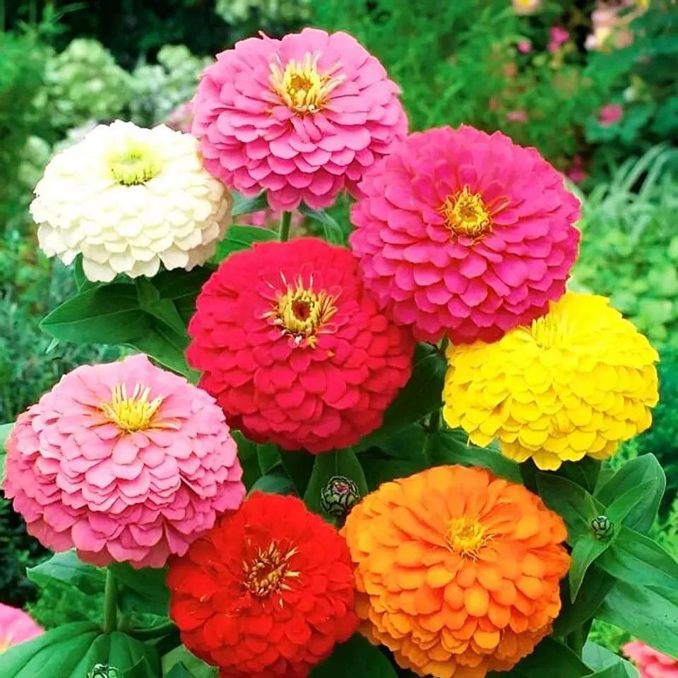 Semillas de Flores - Más de 75 Variedades  33