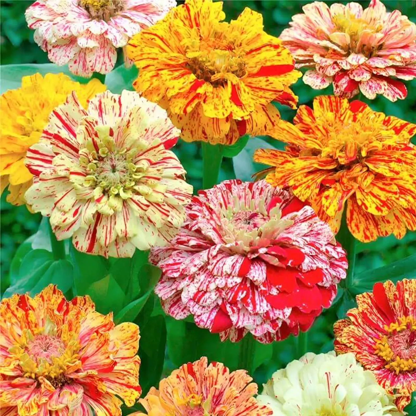 Semillas de Flores - Más de 75 Variedades  34